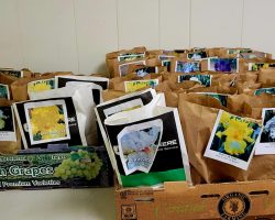 Sun Country Iris Society Members Rhizome Sale