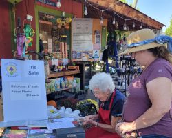 Sun Country Iris Society Rhizome Sale