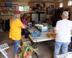 Sun Country Iris Society Rhizome Harvest
