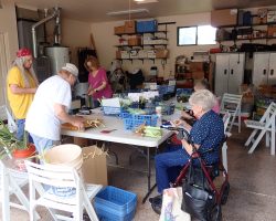 Sun Country Iris Society Rhizome Harvest