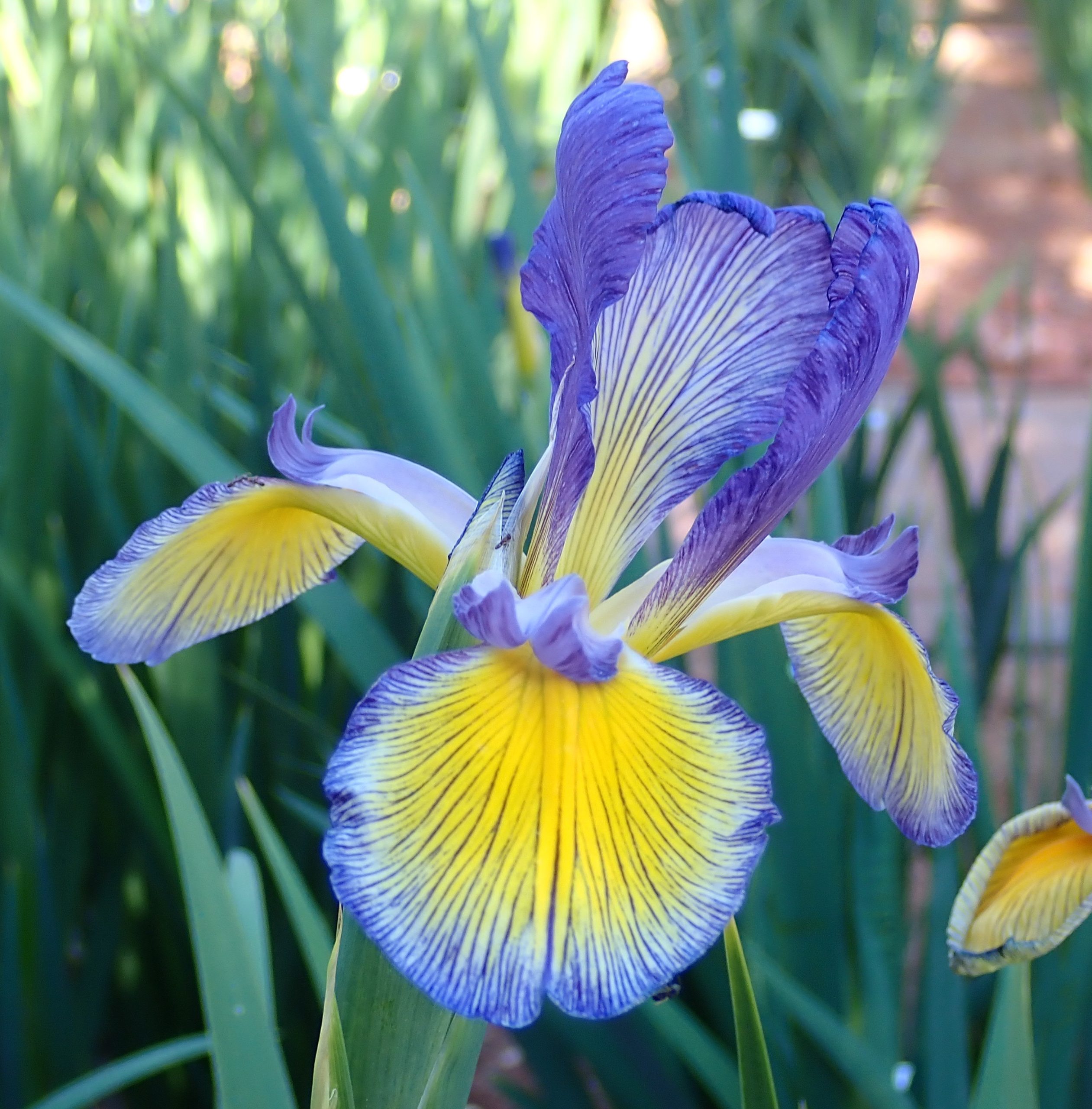 Iris Spuria (Blue Iris)